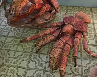 Large coconut crab taxidermy 