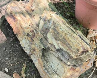 Huge pieces of petrified wood, many sizes and varieties throughout the property 