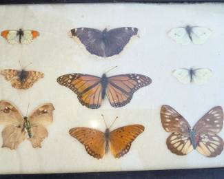 Vintage Butterfly specimen collection, some rare.