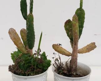 Lot # : 456 - Pair of ceramic planter pots w/live cacti
