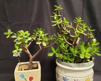 Lot # : 486 - Pair of planters with live plants
