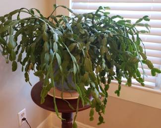 Live Christmas cactus