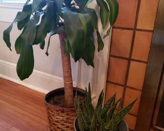 Live plants