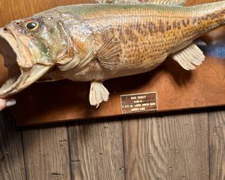 mounted fish