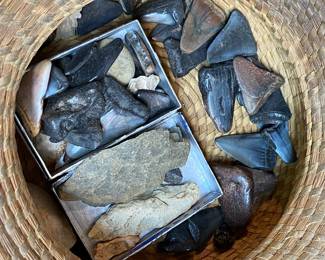 Assorted Shark's Teeth