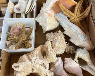 Seashells