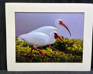 Eddie Edwards Ibis Pair Color Print