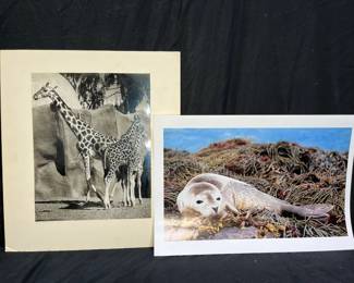 2 Edwards Photographs: Baby Seal & B&W Giraffes