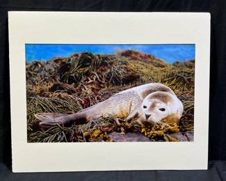 C. Eddie Edwards Seal Pup Matted Photograph
