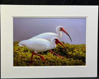 Eddie Edwards Ibis Pair Double Matted Photograph