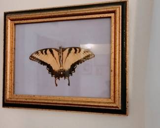 Vintage Butterfly