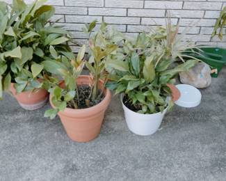 Mature Plants 