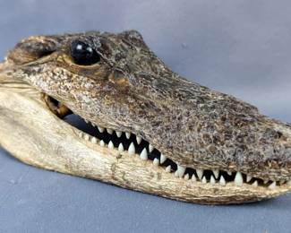 Taxidermy Alligator Head, 2.5" x 7"