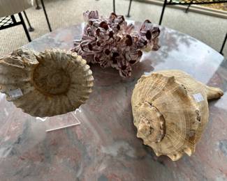 Shells, Coral

