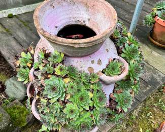 Large Hen & Chicks Plater with Potted Hens & Chicks Plant