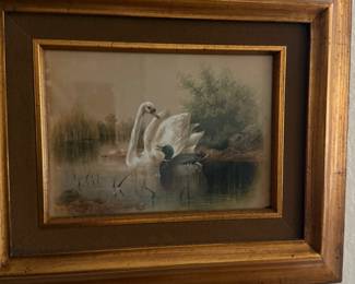 Framed Print of Swan and Mallard Duck in Pond