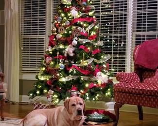 7.5' Sierra Nevada Prelit Christmas Tree