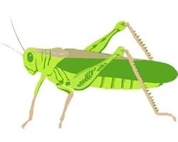 grasshopper logo