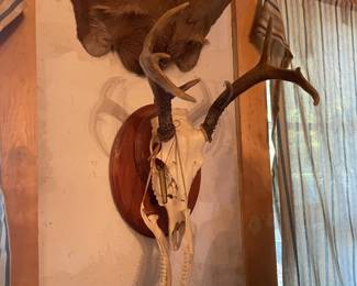 . . . great deer skull and antlers