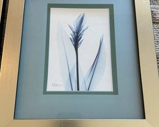 XRay Photo Prints - Albert Koetsier