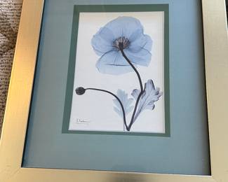 XRay Photo Prints - Albert Koetsier Art