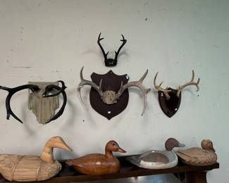 Various Pairs of Antlers