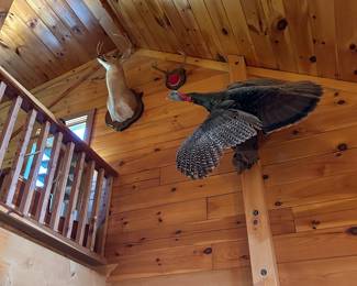 Taxidermy- Several Animals 