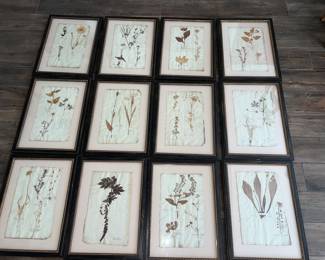 Set 12 Framed Dried Botanicals 