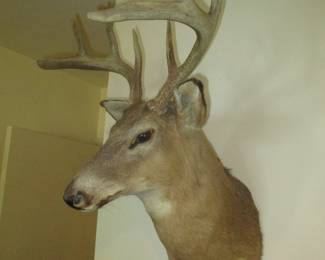 deer mount