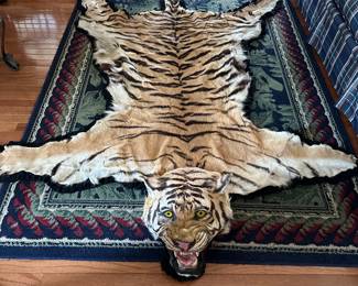 1920 Fully restored taxidermy Bengal tiger rug