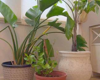 Live Plants and Planters