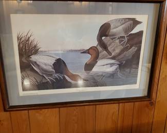 Canvas Backed Duck Nyroca Valisineria