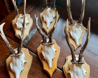 Natural mounted antler collection 