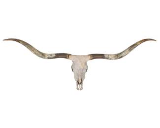 Longhorn Skull