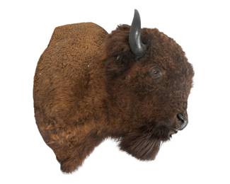 Bison Shoulder Mount Taxidermy
