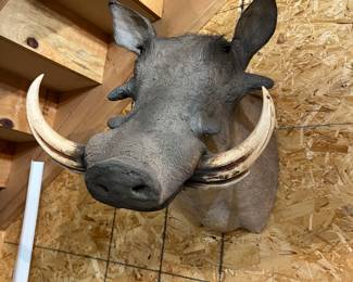 African warthog shoulder mount.