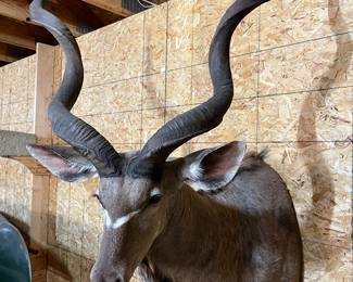 African greater kudu shoulder mount.