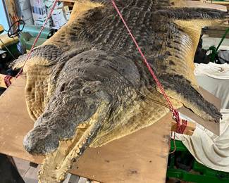 West African crocodile.