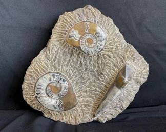 Large Likely Authentic Fossil Stone * Shells * Polished
