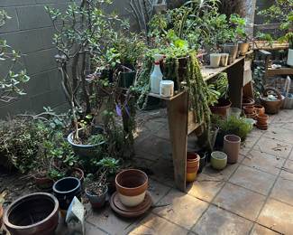 Plants and Pottery