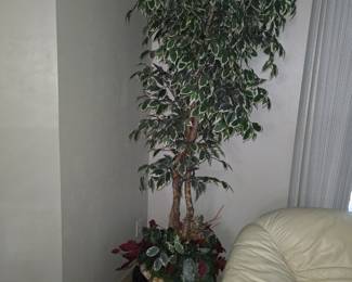 Decorative ficus tree in pot.