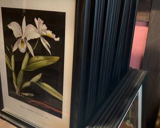 18 different orchids, botanical prints