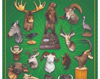 Nov 12th Taxidermy Auction