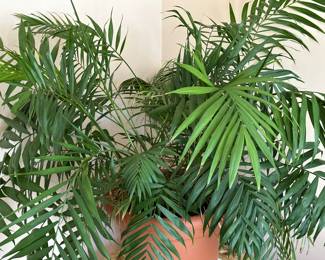 A very nice LARGE houseplant! Needs a new home!