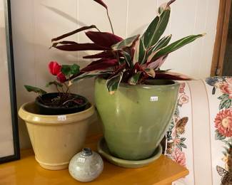 Plants in Planters