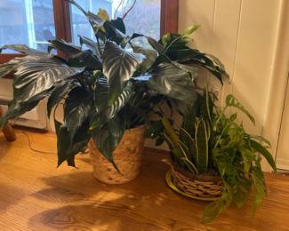 Plants in Planters