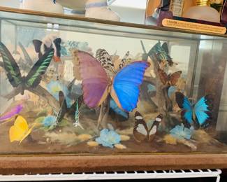 Closeup of Butterfly Display