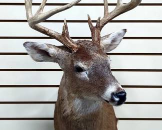 Whitetail Buck Taxidermy Shoulder Mount, 12 Points On Antlers