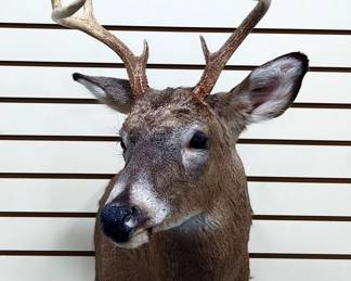 Whitetail Buck Taxidermy Shoulder Mount, 8 Points On Antlers