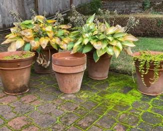 Terra Cota Pots Plants